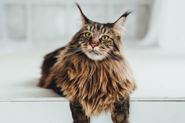 Maine Coon sur le rebord d'une baignoire