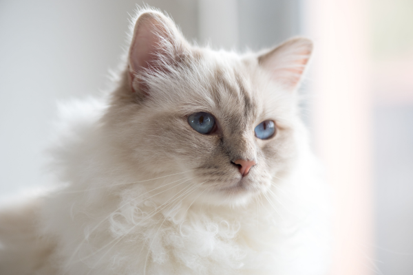 zoom sur le visage du Sacré de Birmanie