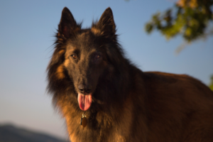 Tervuren