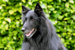 Groenendael