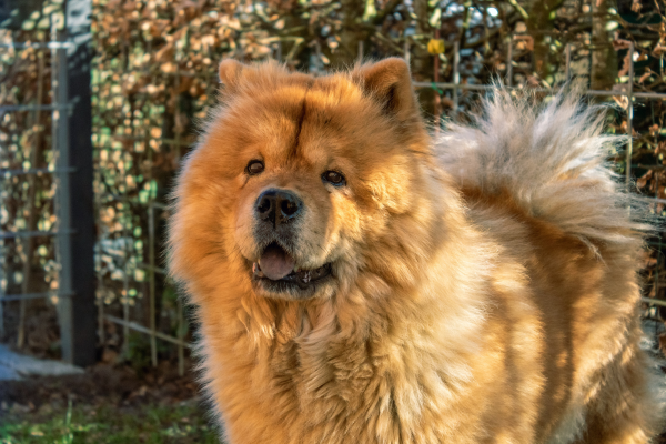 Chow Chow dans un jardin