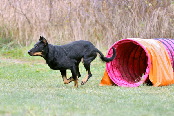 Beauceron qui sort d'un tunnel d'apprentissage