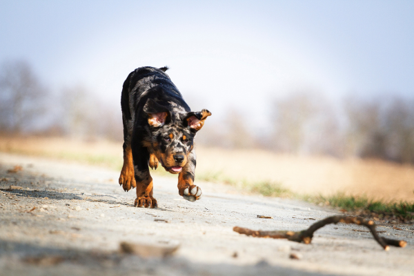 Beauceron qui court après une branche de bois