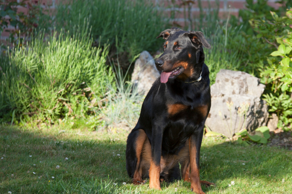Beauceron assis dans un jardin