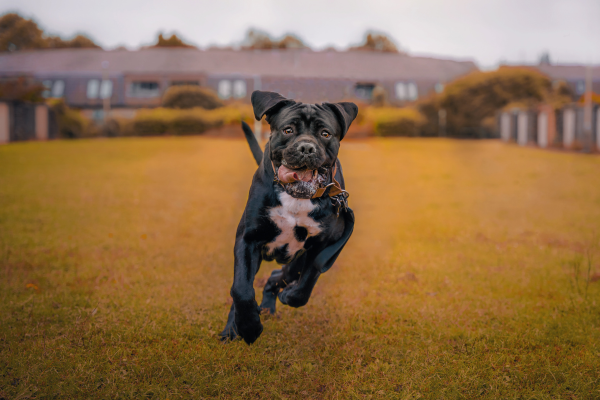 Cane Corso qui court