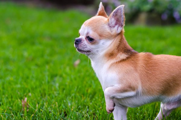 chihuahua à poils court