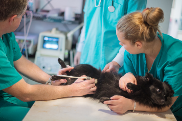 équipe de vétérinaires qui réalise une échographie sur la vessie d'un chien