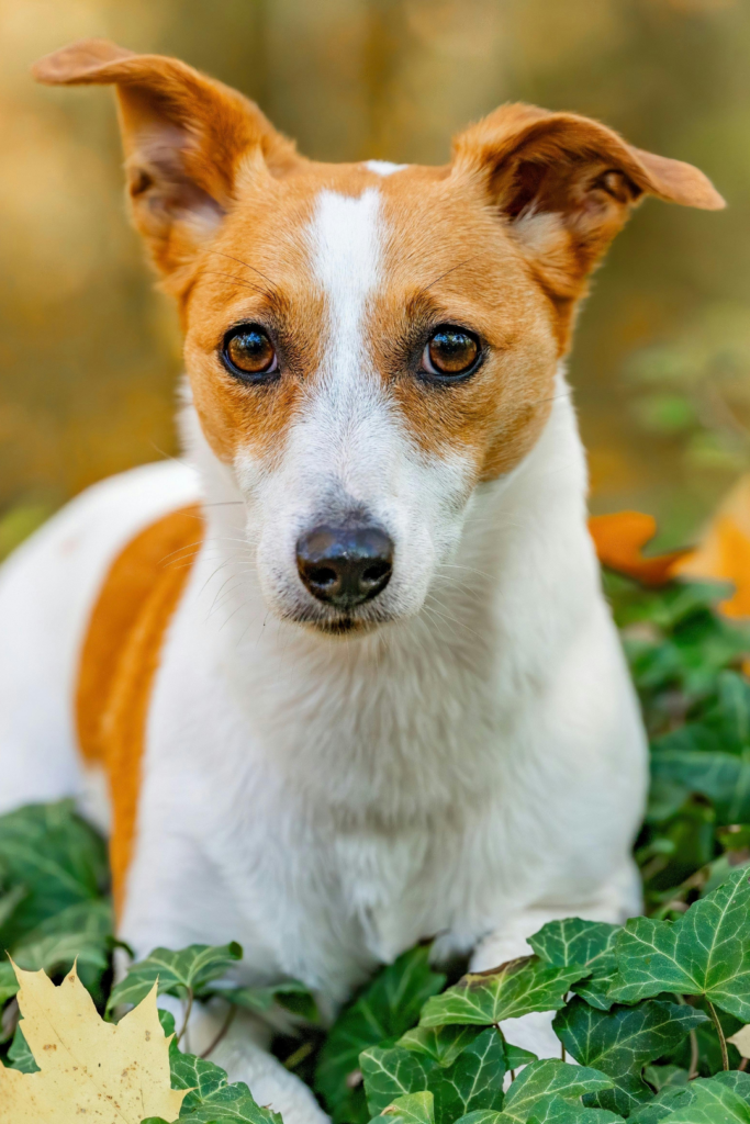 Jack Russel Terrier allongé