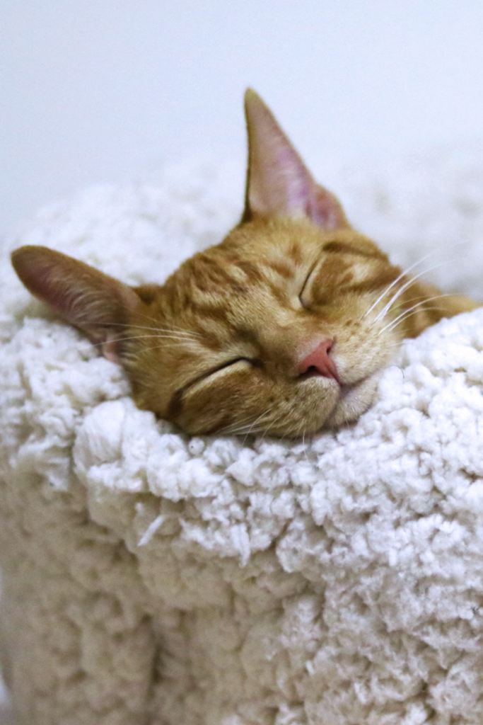 chat roux qui dort dans son panier