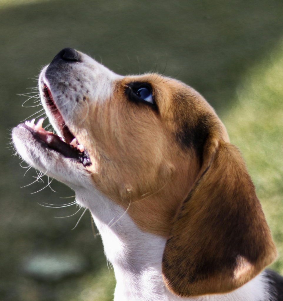beagle chiot qui aboie