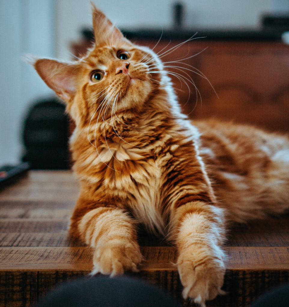 Maine Coon roux