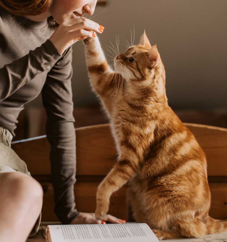 chat roux qui joue avec une femme