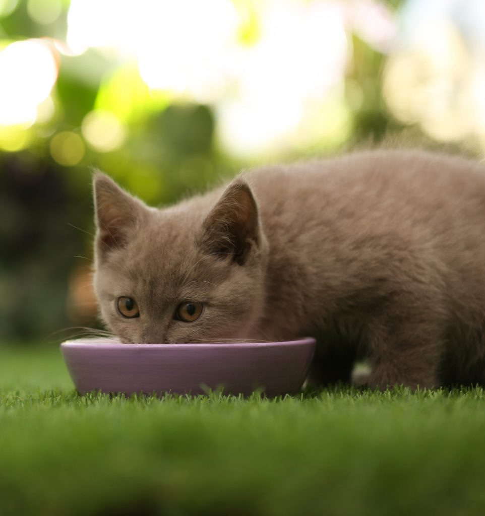 chaton qui mange dans sa gamelle