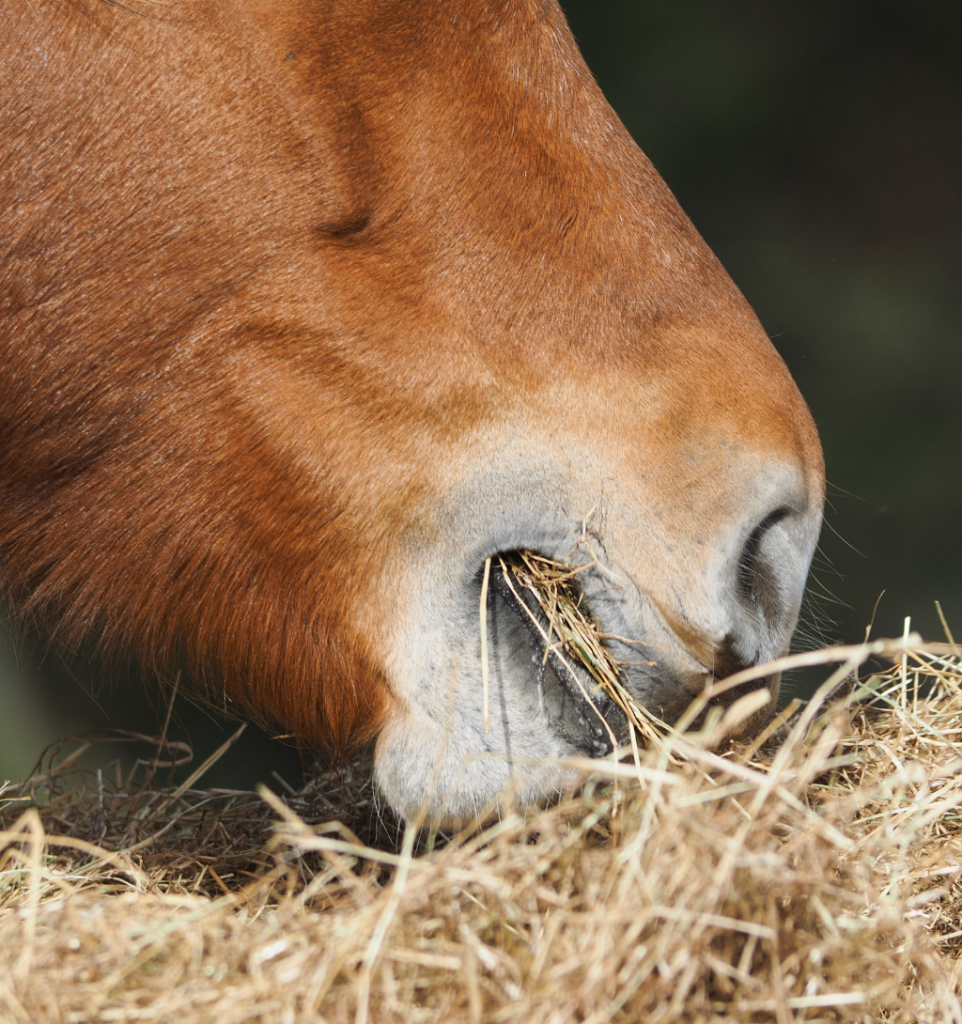 cheval qui mange du foin