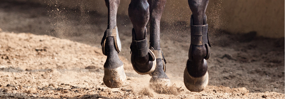 sabots du cheval