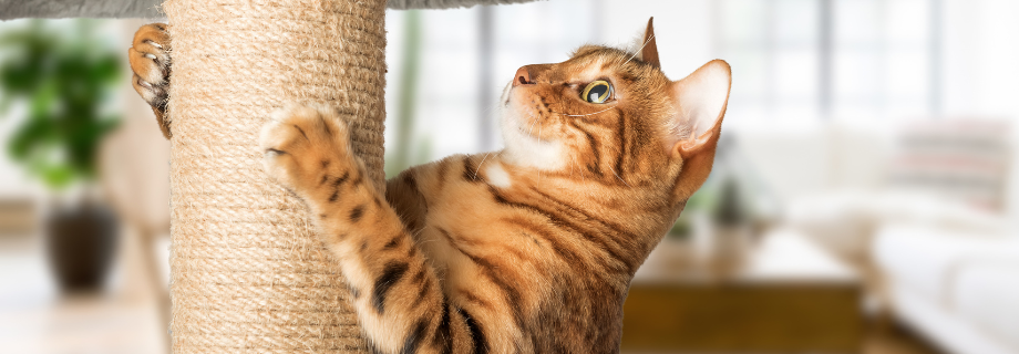 chat qui griffe sur son arbre à chat