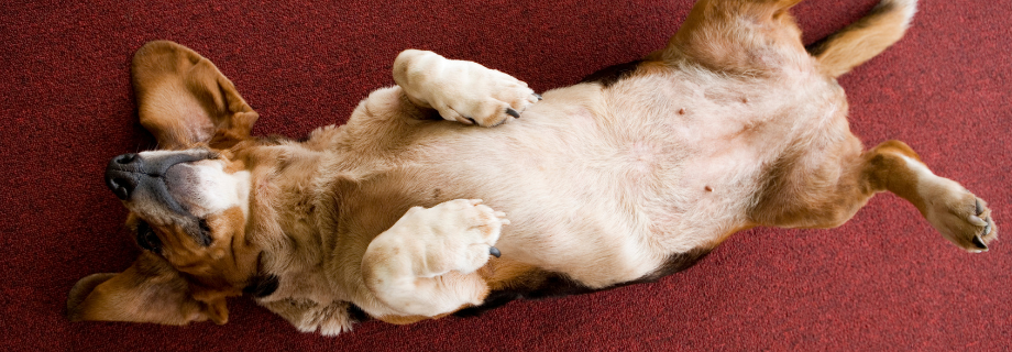 chien allongé sur le dos