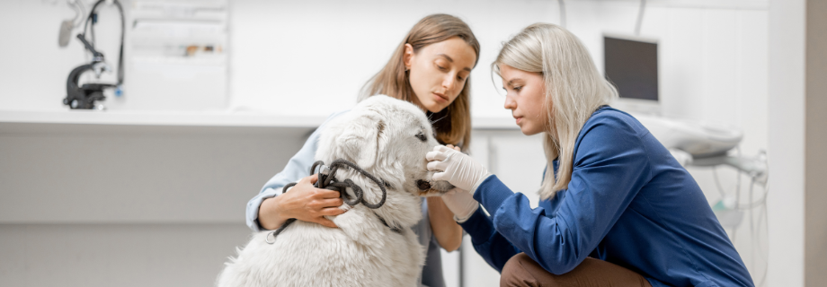 vétérinaire et propriétaire qui regardent le visage d'un chien