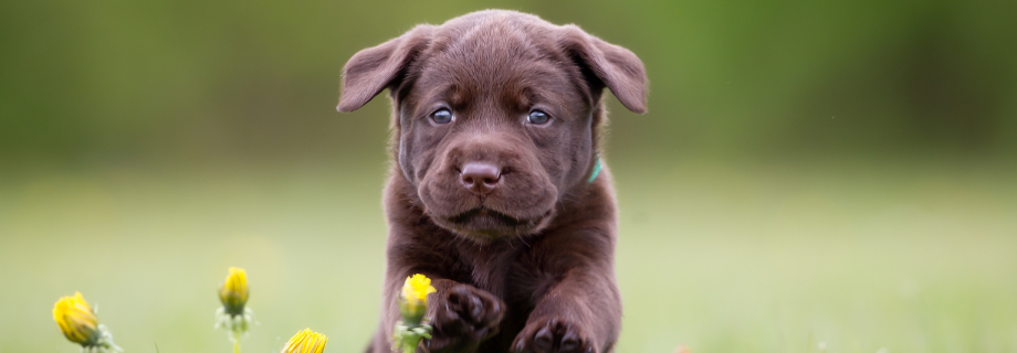 chiot qui court