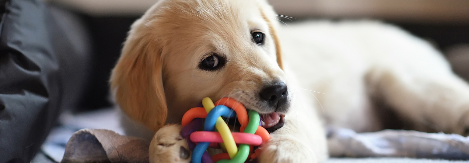 chiot qui a son jouet dans la gueule