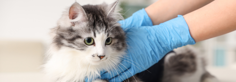 chat tenu par un vétérinaire
