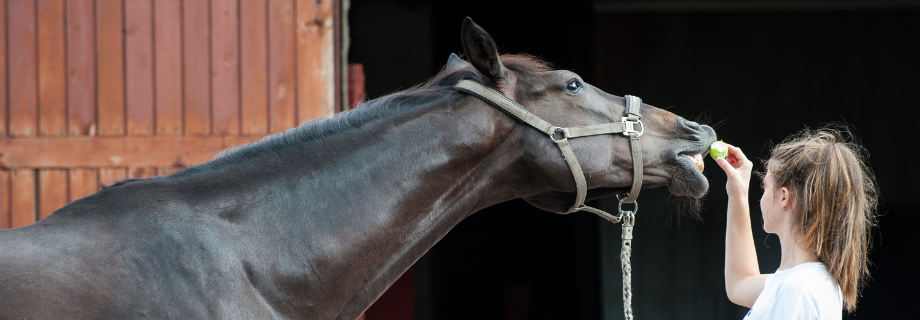 femme qui donne à son cheval une friandise