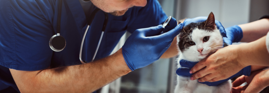 vétérinaire qui ausculte l'oreille d'un chat tenu par son propriétaire