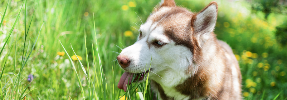 chien qui mange de l'herbe