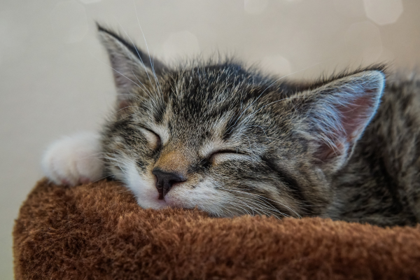 chaton qui dort dans son panier