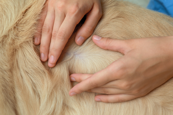 vétérinaire qui écarte les poils d'un chien pour vérifier s'il a des puces