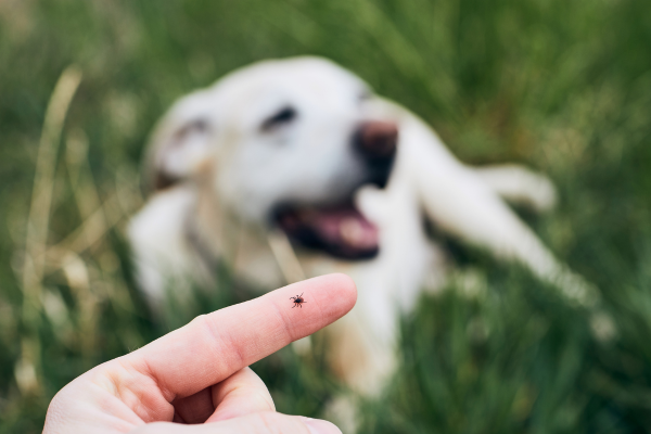zoom sur le doigts de quelqu'un avec un tique sur son doigt et en arrière plan, un chien allongé dans l'herbe
