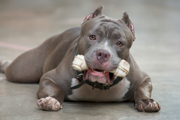pitbull avec un os dans la bouche