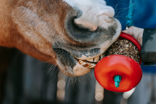 zoom sur un cheval qui mange une friandise faite maison