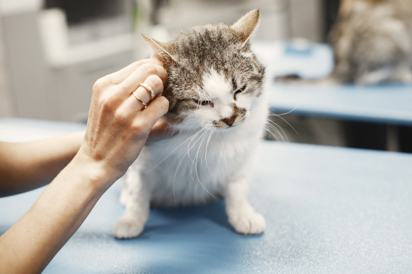 vétérinaire qui nettoie l'oreille d'un chat assis sur une table