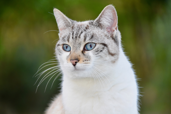chat aux yeux bleu