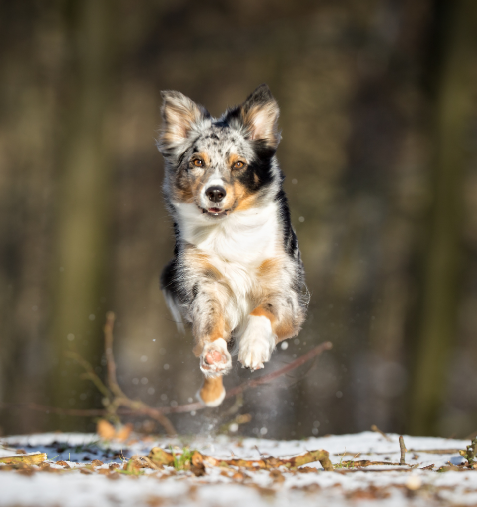 chien en plein saut