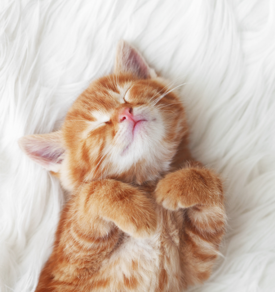 chaton roux qui dort