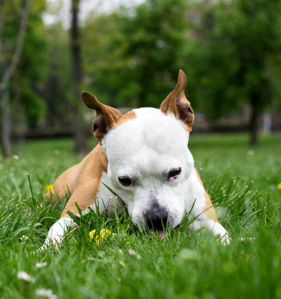 chien allongé qui mange de l'herbe