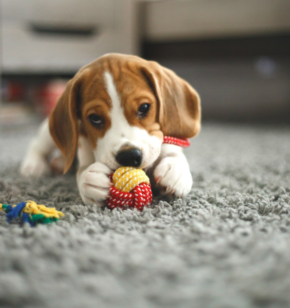 beagle qui joue