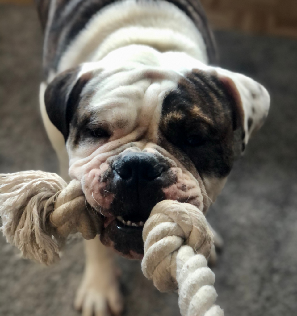 chien qui a une corde à tirer dans la gueule