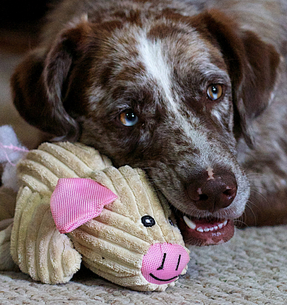 chien qui joue avec une peluche