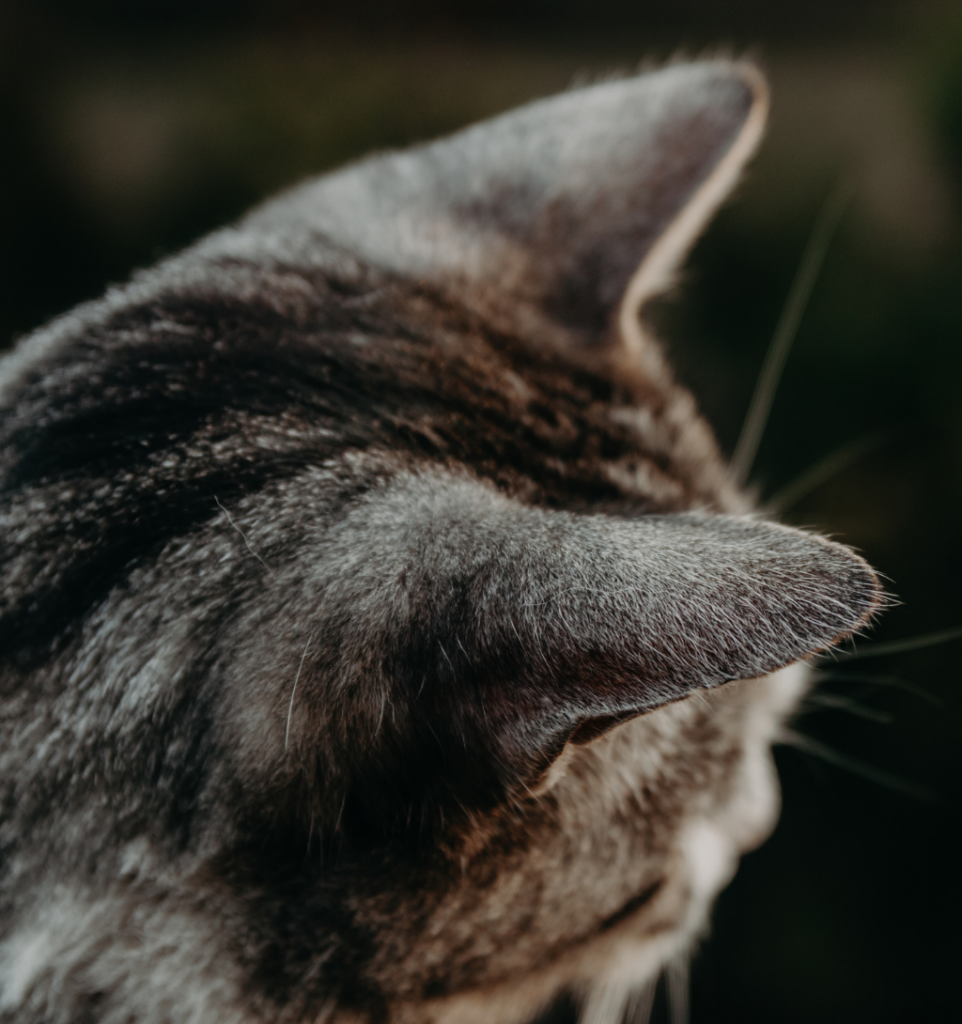 zoom sur les oreilles d'un chat