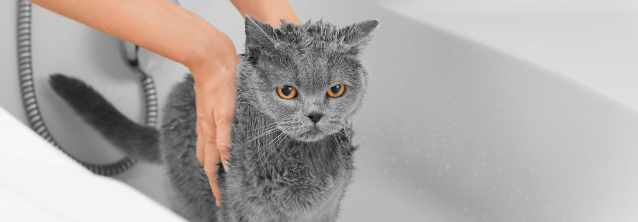 chat dans la douche