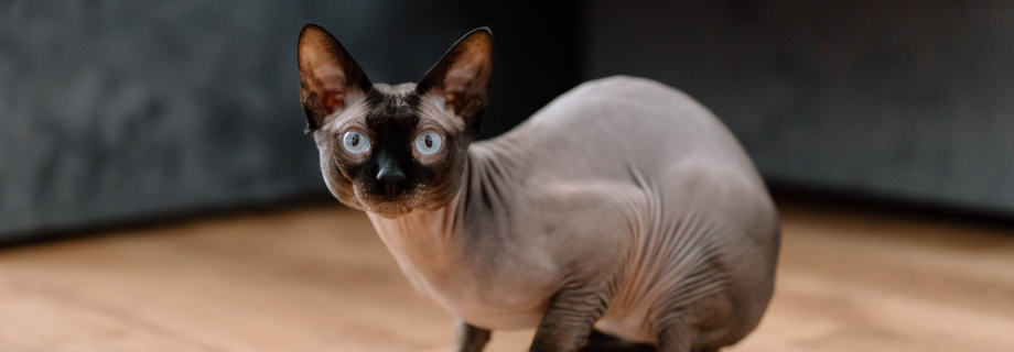 Sphynx