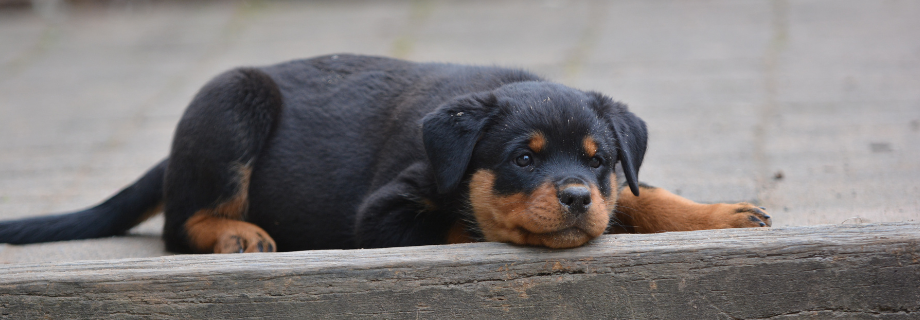 Rottweiler