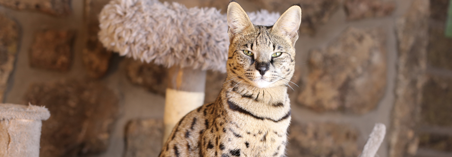 Chat Savannah