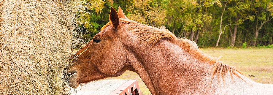 cheval qui mange
