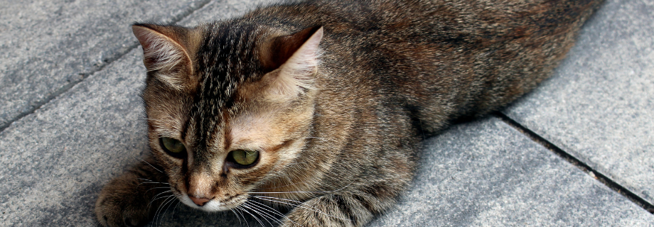 chat européen