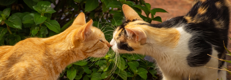 deux chats dehors qui se sentent