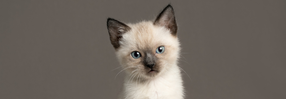 chaton Siamois